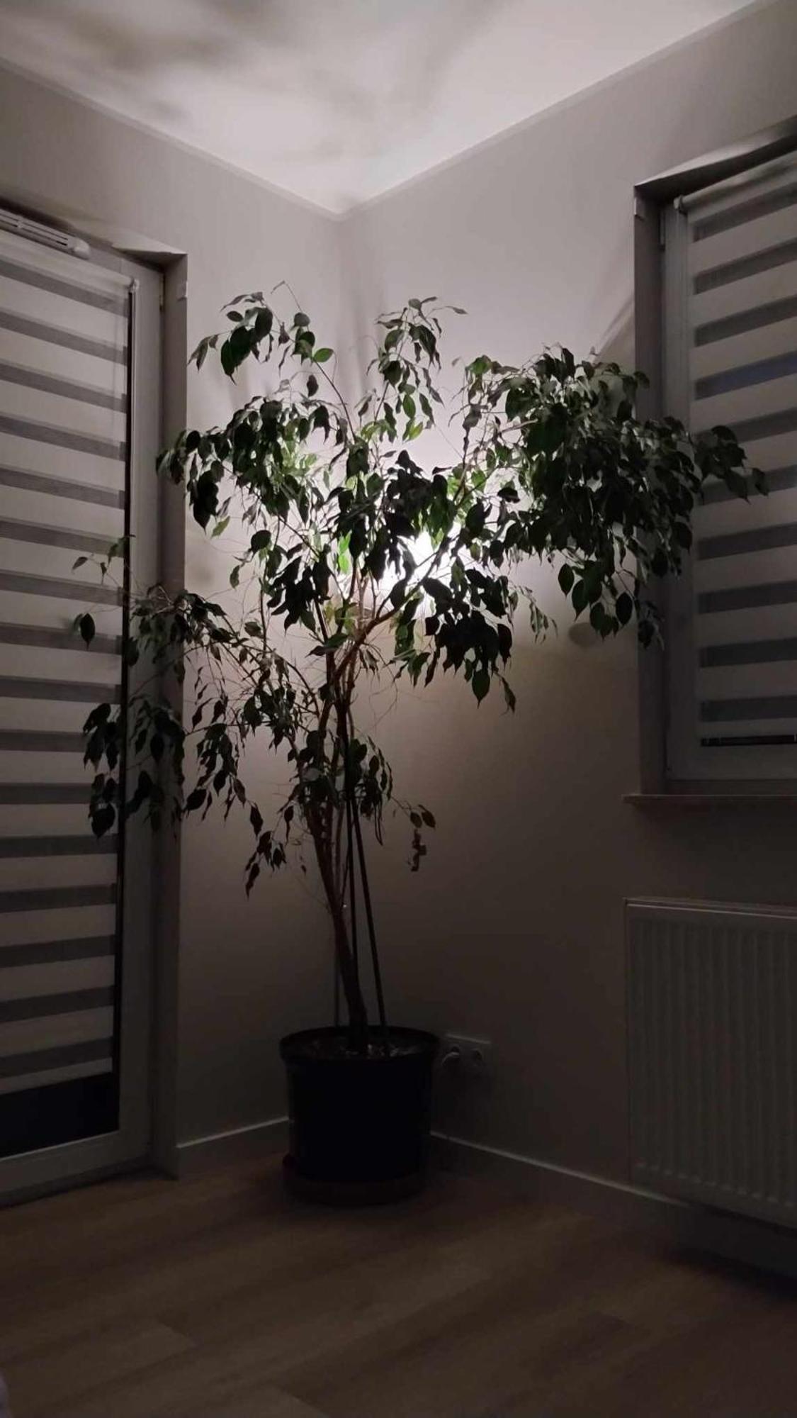 Apartament Zielone Zamienie Екстериор снимка